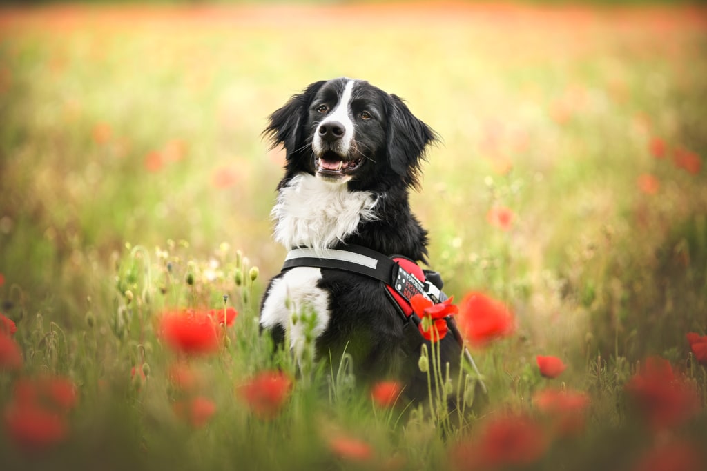 Financement d&rsquo;un chien guide pour un enfant aveugle ou malvoyant